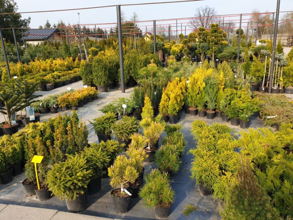 Tuja Thuja Yellow Ribbon żółty żywopłot 100-120 cm ładne, grube