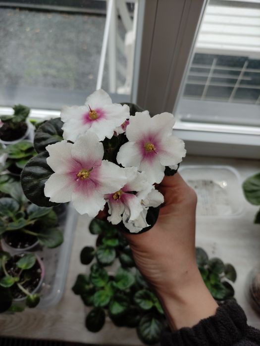 Вазони, фіалки, заміакулькас