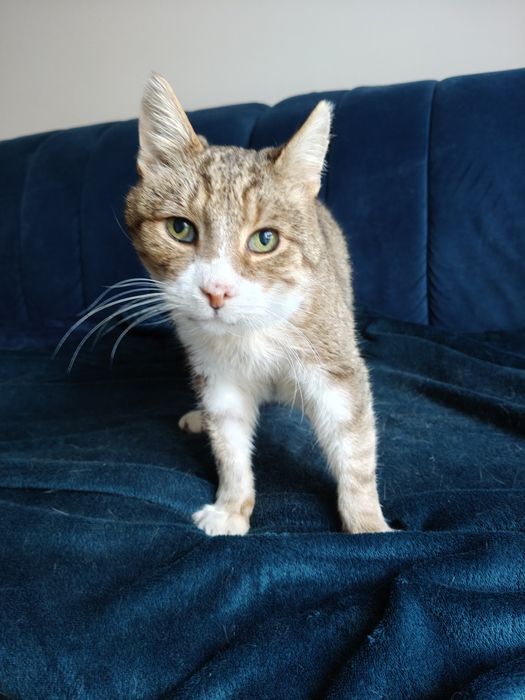 Seniorek Rusinek szuka domku