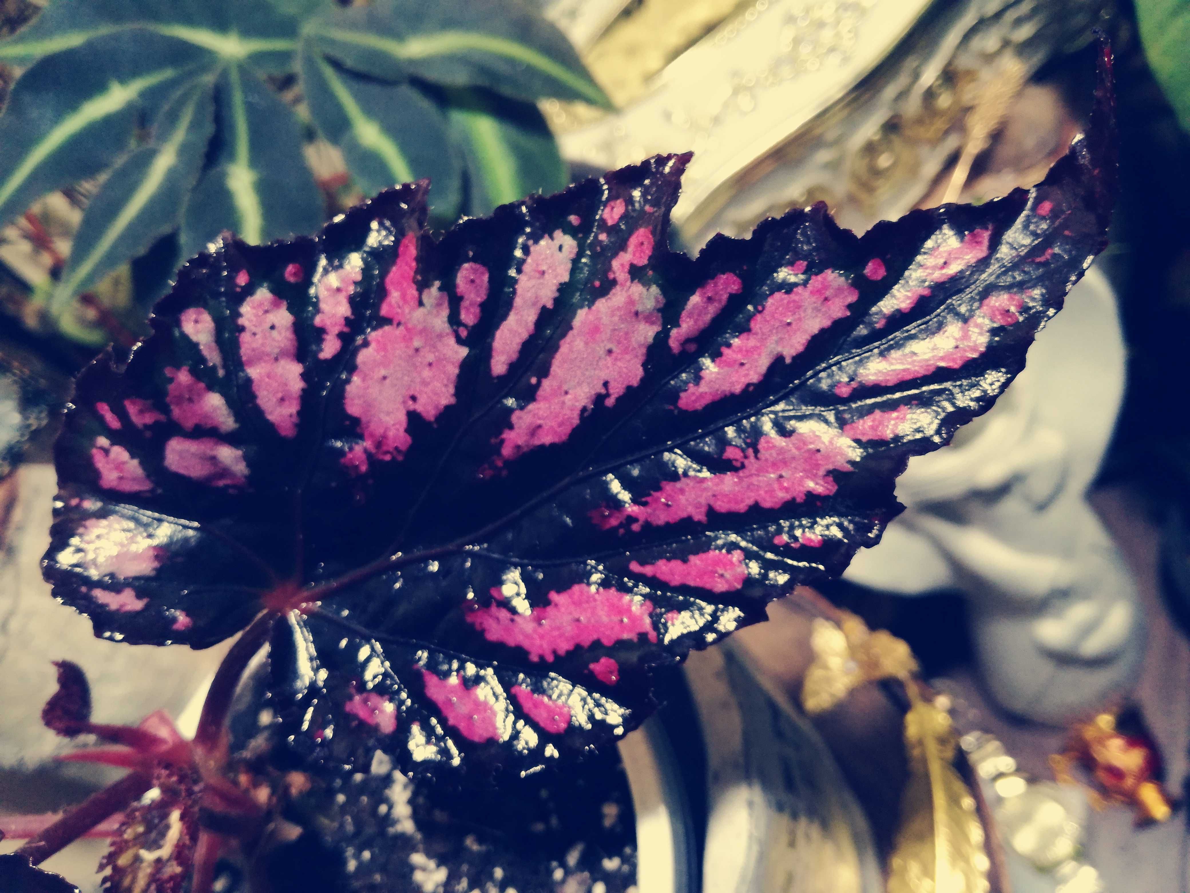 Begonia sp. NOID pink violet black gwiezdna UFO monstera philodendron
