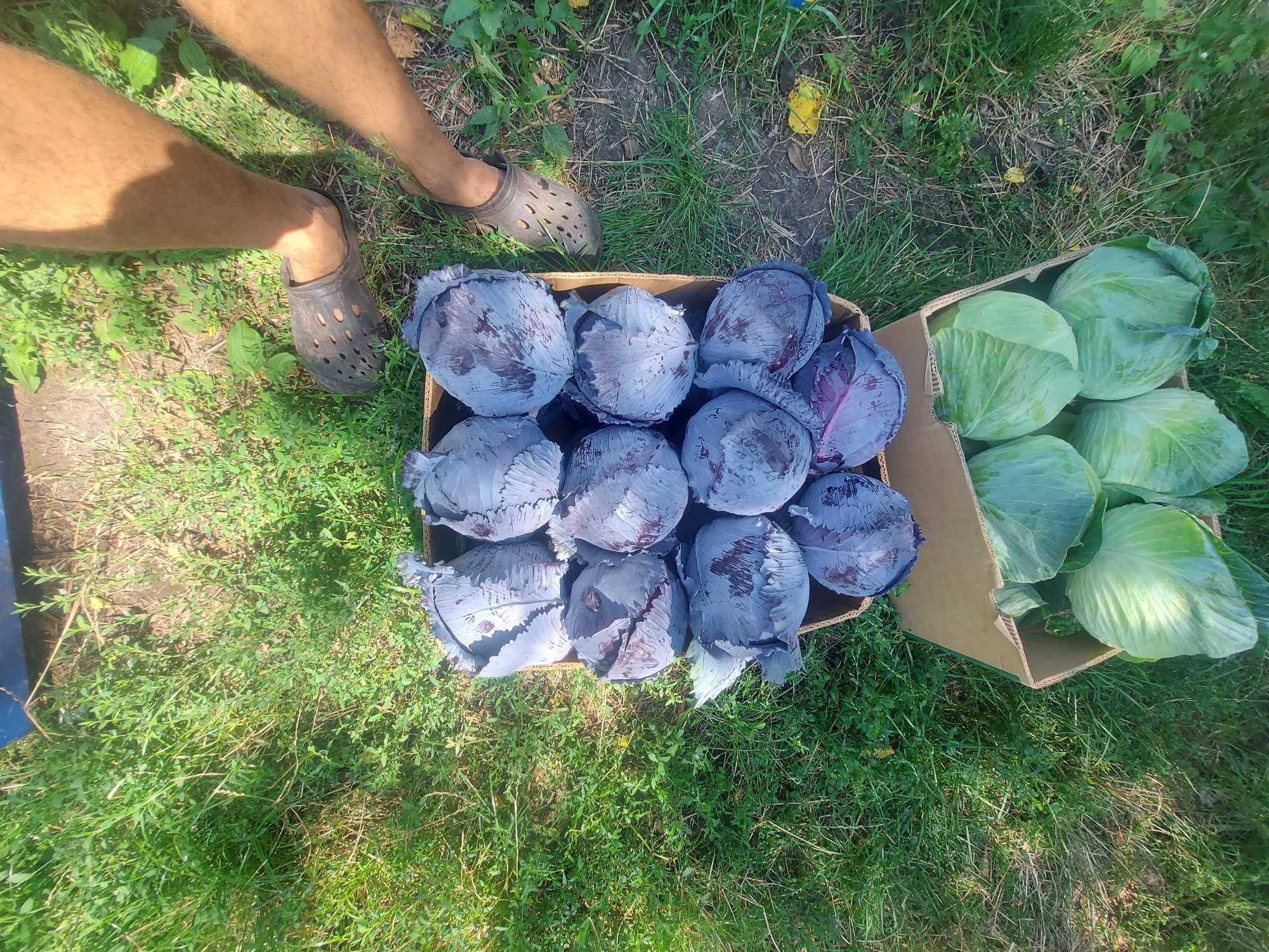 Продам капусту краснокачанну