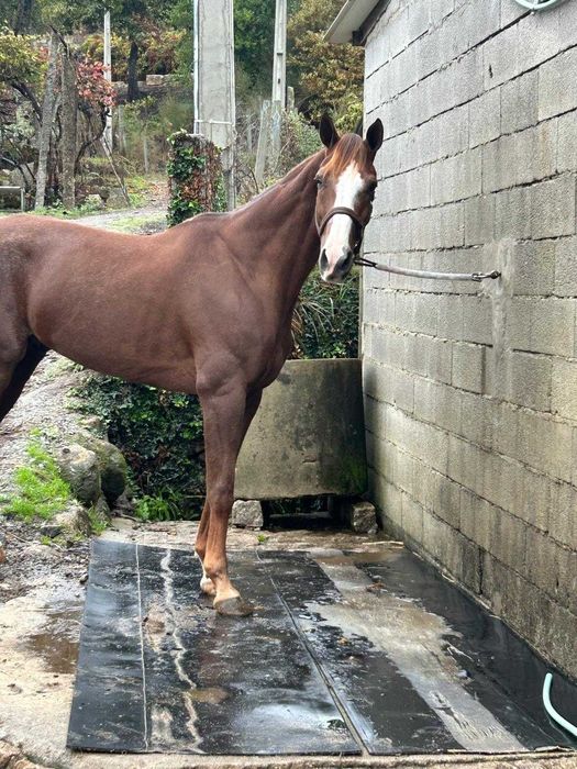 Trotador francês bem montado e engatado