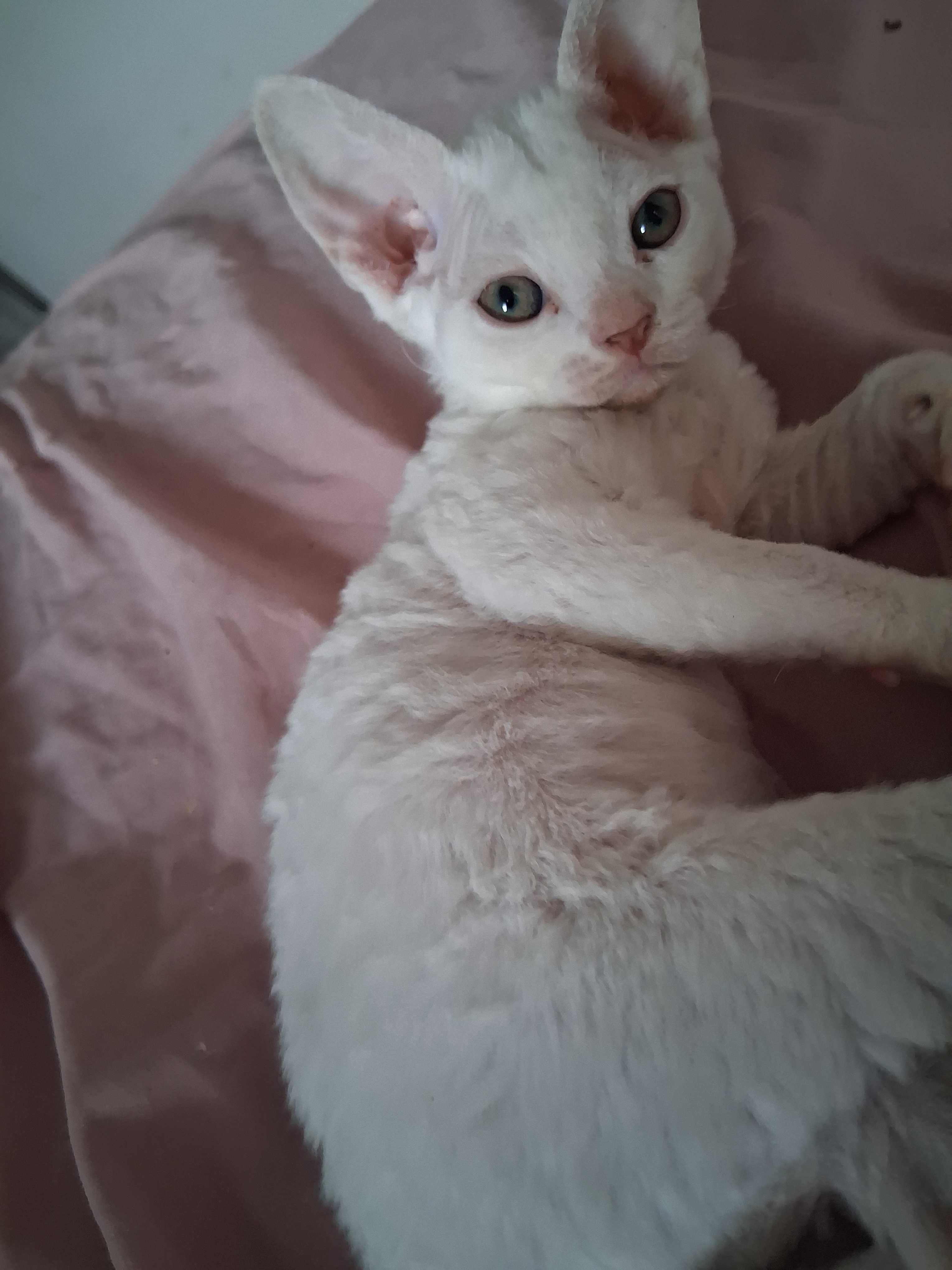 Devon rex, biała koteczka, super charakter, FPL