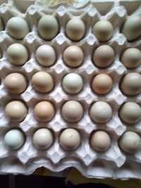 Продам інкубаційні яйця фазанів