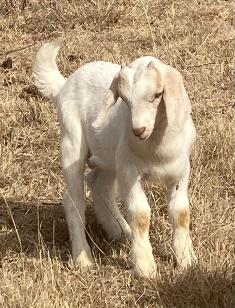 Cabrito cruzado de Boer