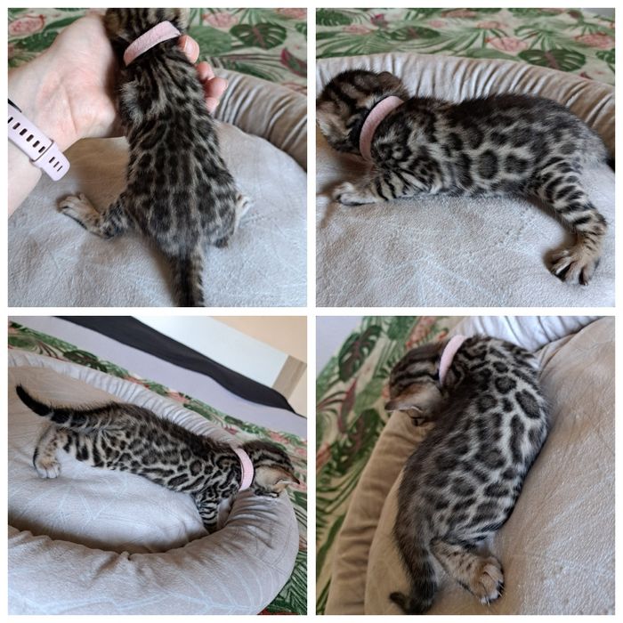 Kot bengalski kocurek bengal