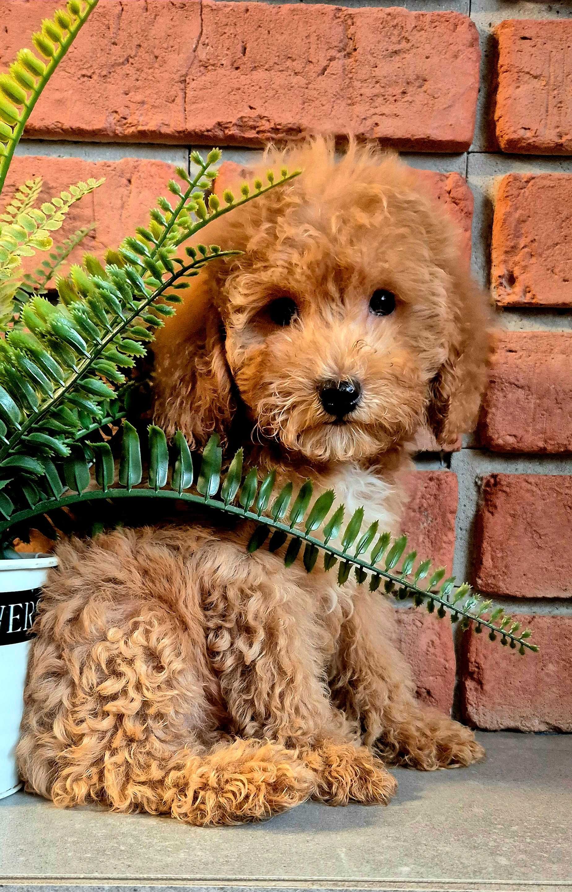 Cockapoo f1b miziasty Chlopczyk do odbioru