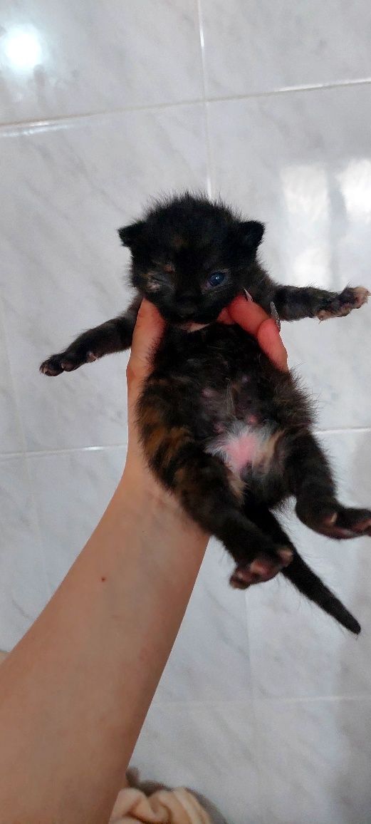 Gatinhos frajola para doação responsável
