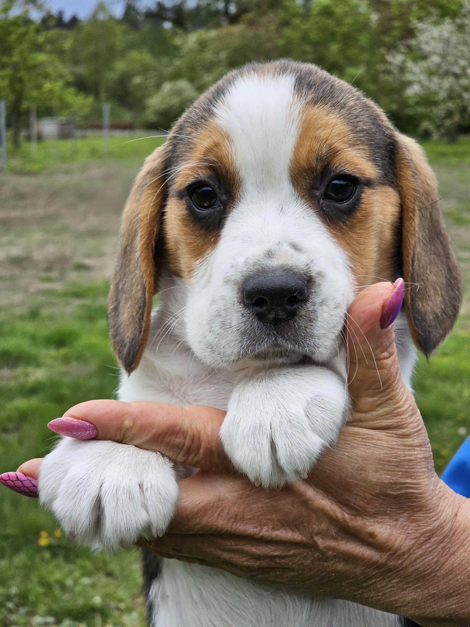 Beagle Tricolor_Rodowód/Suczka