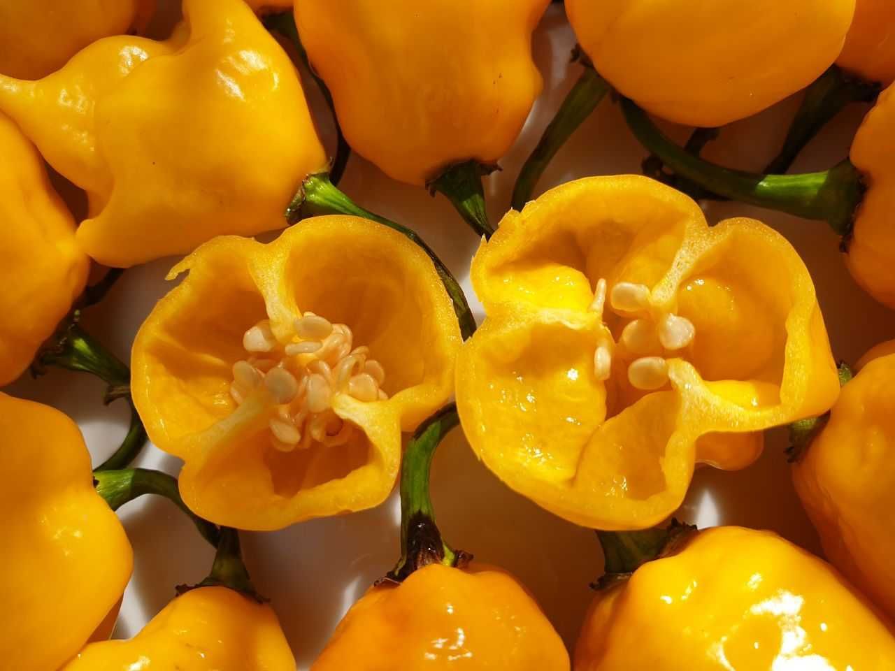 Продам насіння Carolina Reaper Yellow/ Кароліна Ріпер Жовтий