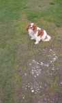 Cavalier King Charles spaniel suczka