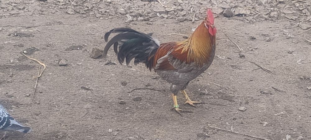 Kogut Włoszki mlody