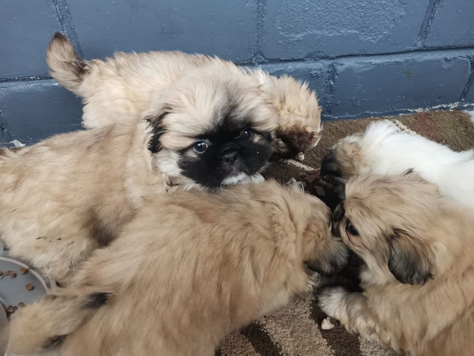 Pekińczyk Szczeniak Mały Puchaty