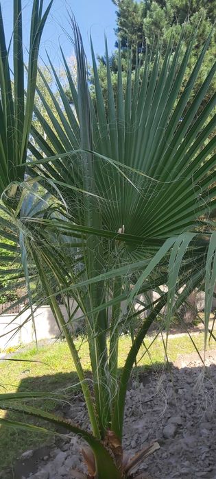 Palma Washingtonia filifera – ok. 250 cm z doniczką