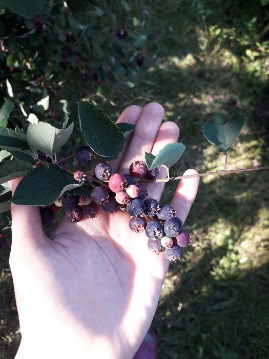 Ірга саджанці (копані) Ирга