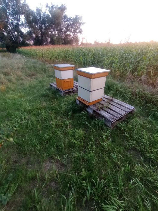 Pasieka do sprzedaży