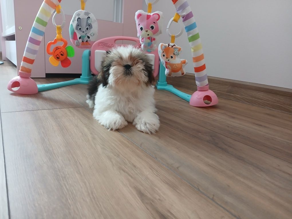 Sunia Shih-tzu z Rodowodem