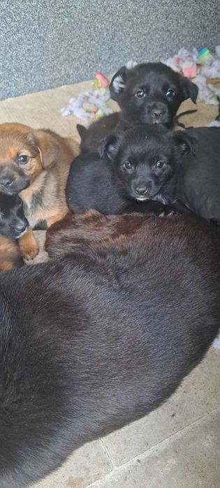 Oddam za darmo 2 miesieczne pieski