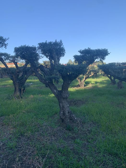 Oliveiras selecionadas