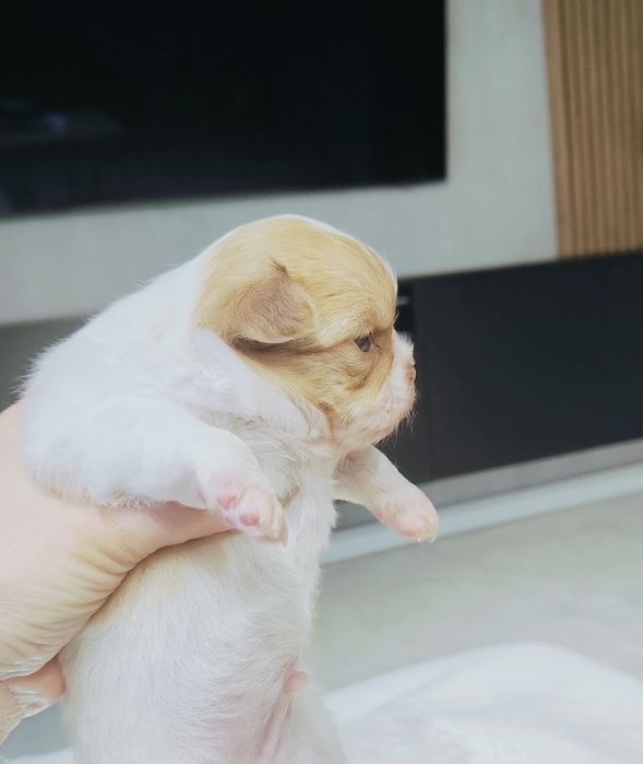 Piękny długowłosy piesek

 Szczeniak urodzony 3.10.2025
chowany  w dom