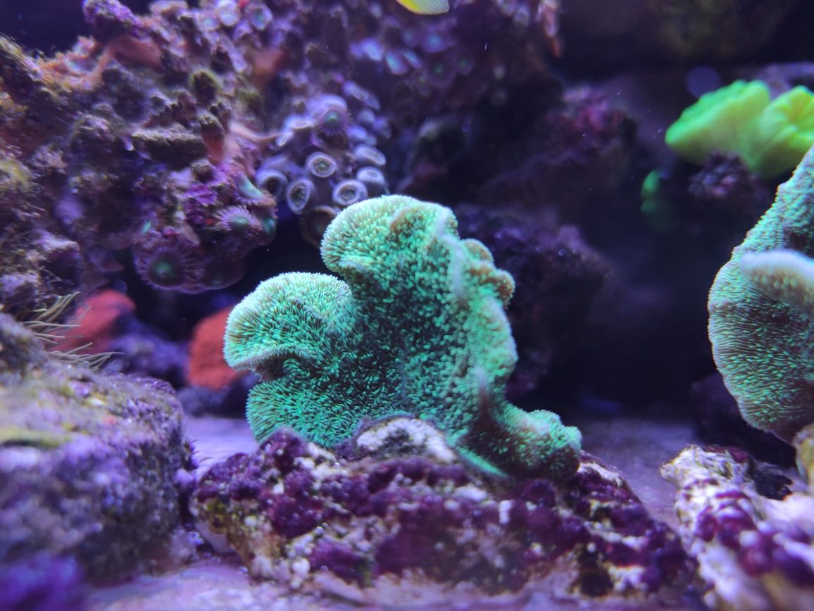Pavona decussata fluo zielona, koralowce akwaria morskie Białystok