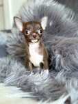 Chihuahua, Mikro cudeńko