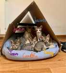 Gatinhos para adoção