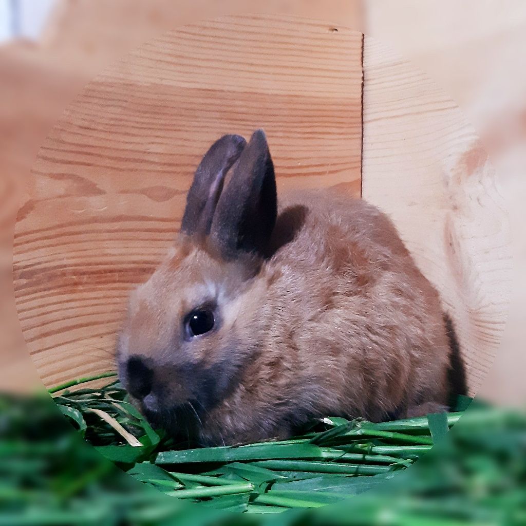 Карликовый мини кролик,порода "Голландский",окрас "Тюрингенский"