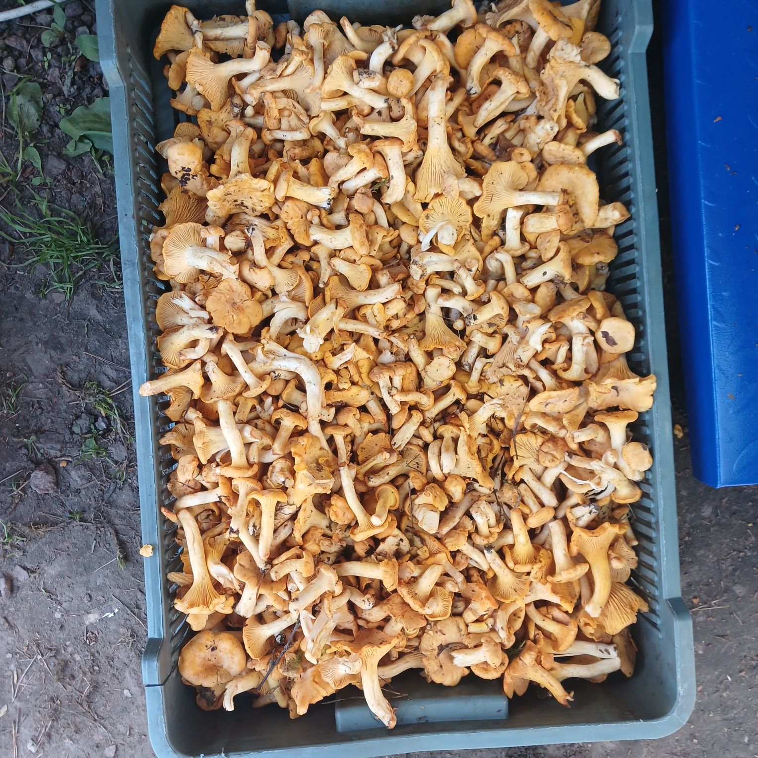 Продам свіжі лисички