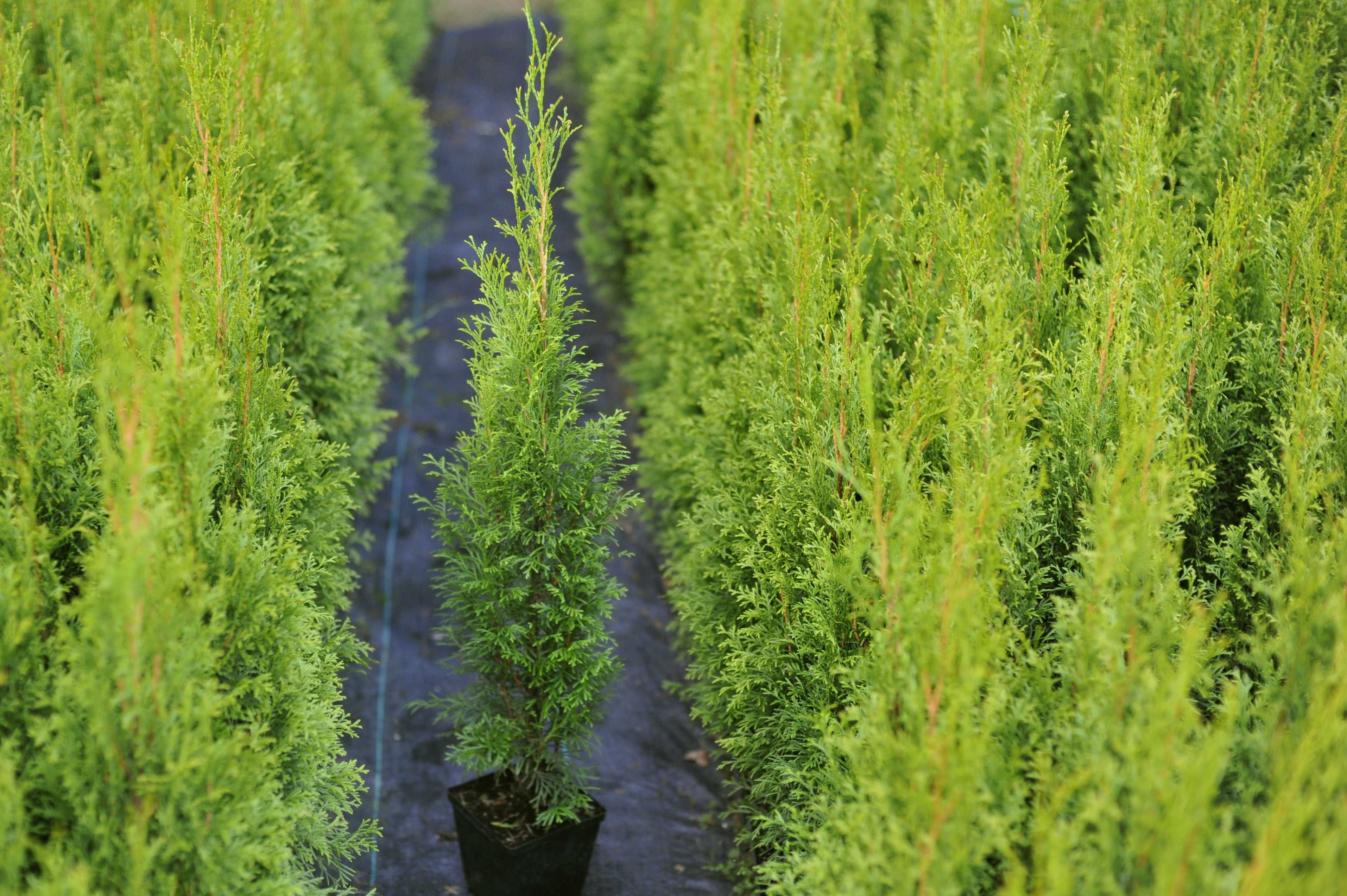 Tuje Tuja Szmaragd zielone THUJA OCCIDENTALIS 45cm 55 cm