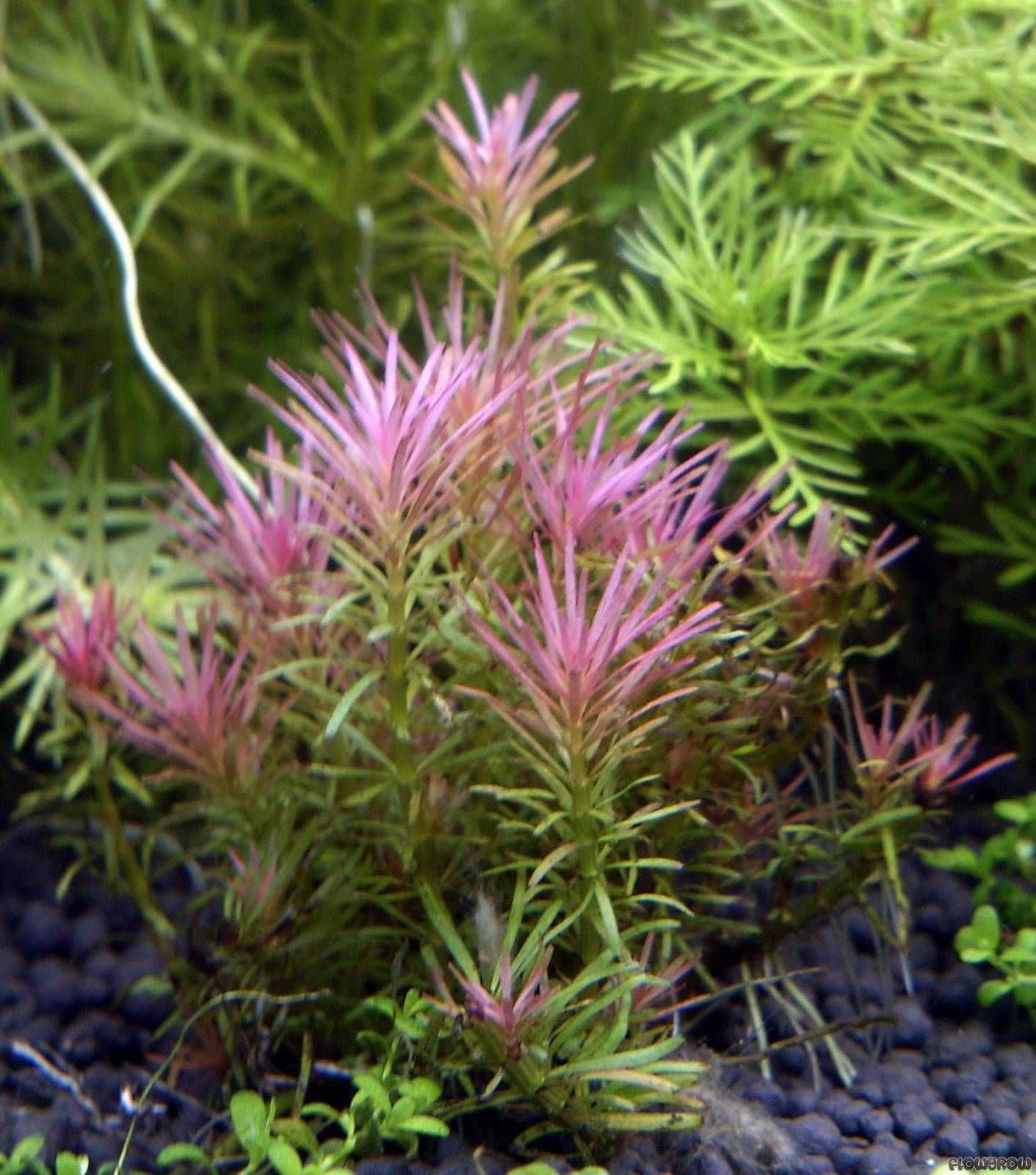 Rotala Indica – Planta aquática