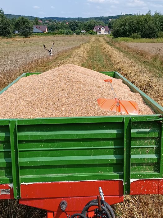 Sprzedam Pszenicę