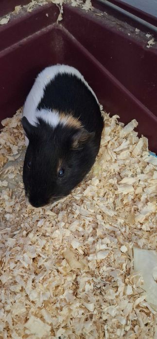 Oddam Swinka morska  2 samiczki