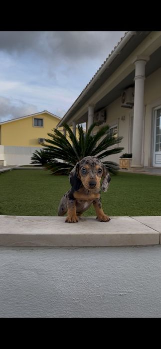 Teckel  fêmea miniatura ...