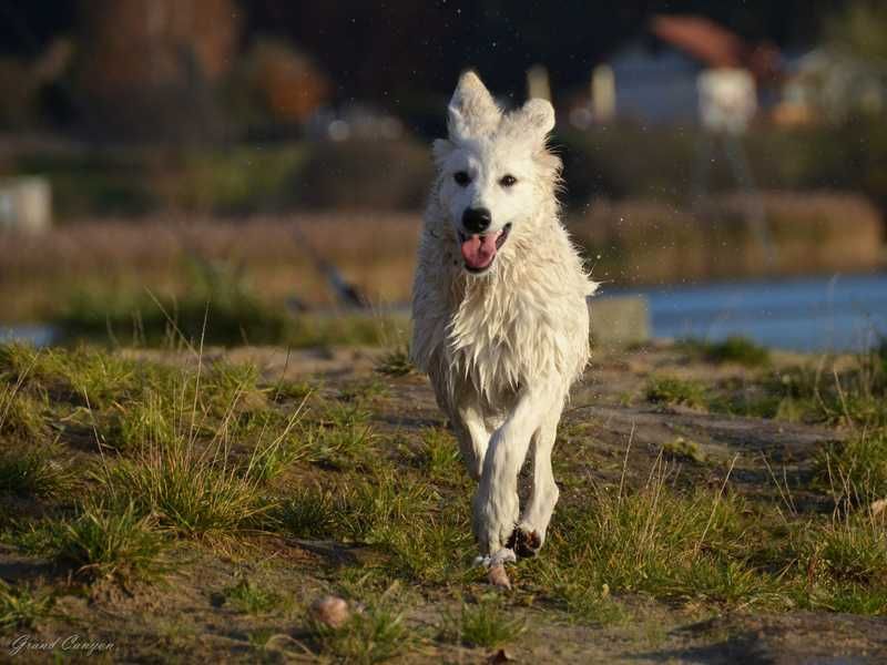 Biały Owczarek Szwajcarski z wyjątkowego skojarzenia