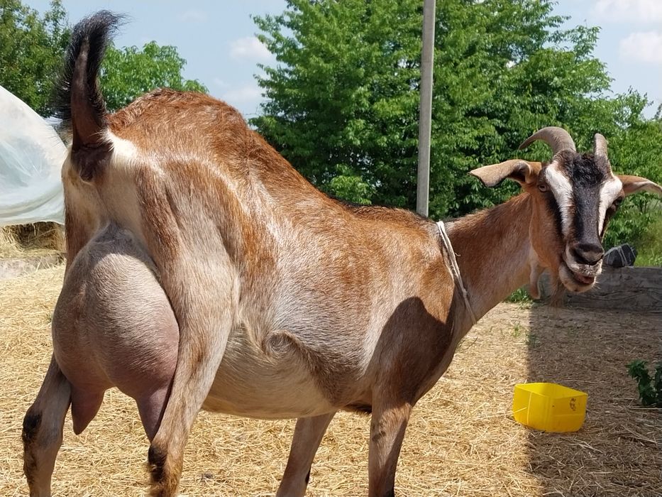 Кози дійні, козенятка англонубійські