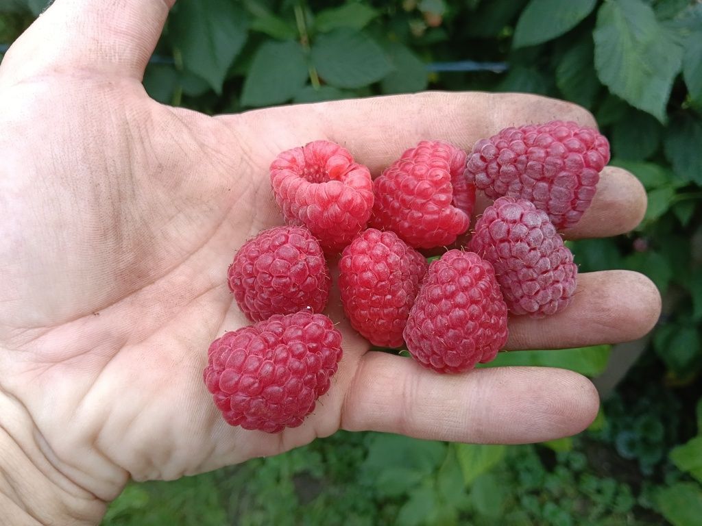 Sprzedam maliny polesie