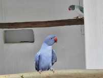 Venda de ring Neck