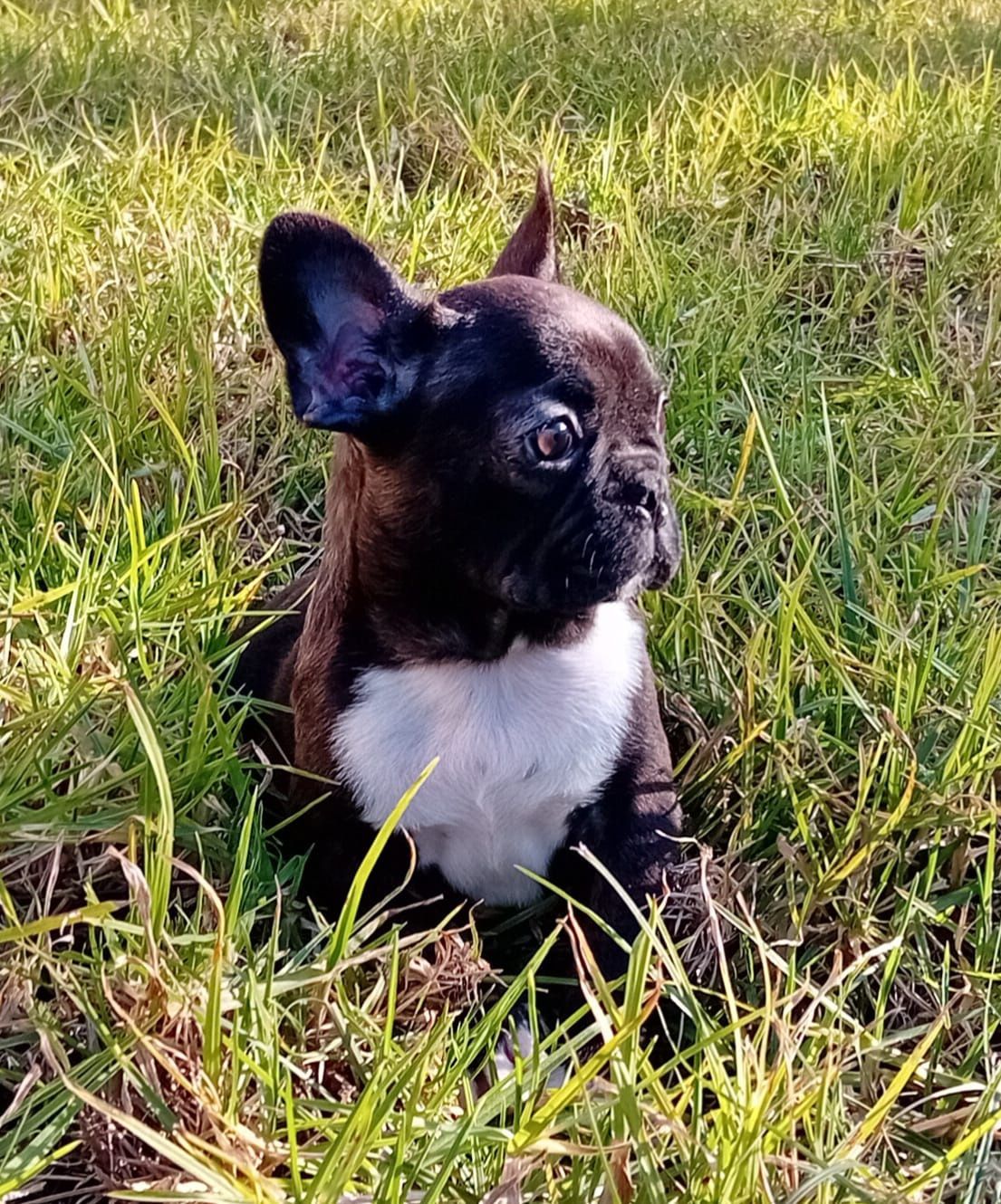 Bouledogue francês