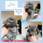 Królik króliczek mini lop hodowla zarejestrowana 910-P
