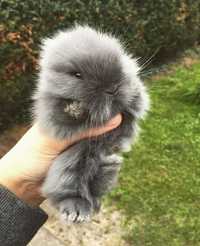 Królik karzełek miniatura króliki