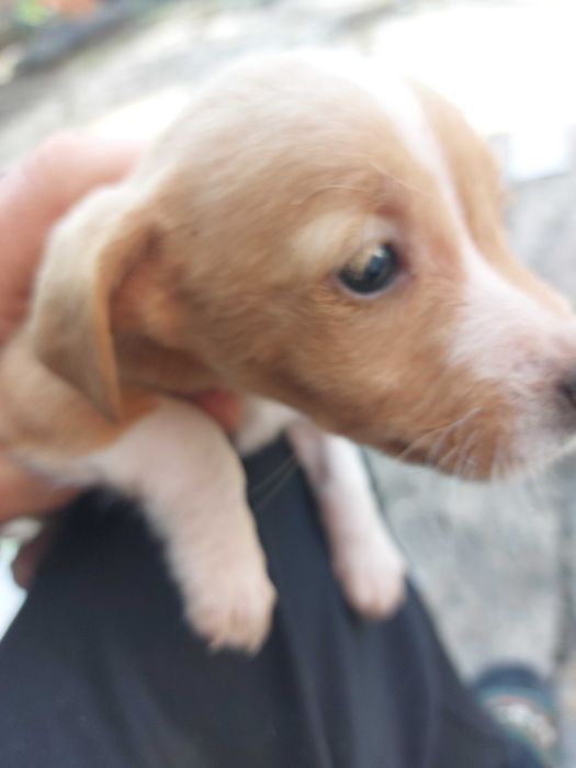 Adoção  6 cãozinho