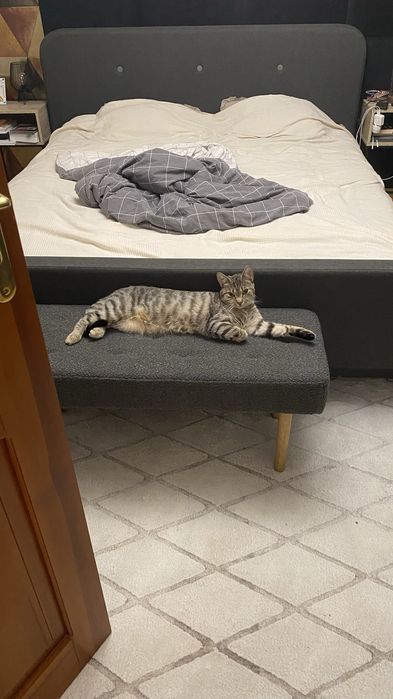 Oddam kotke w dobre ręce