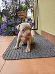 Pitbull blue śliczna suczka