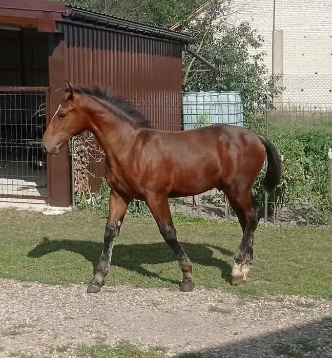Ogierek śląski do rezerwacji