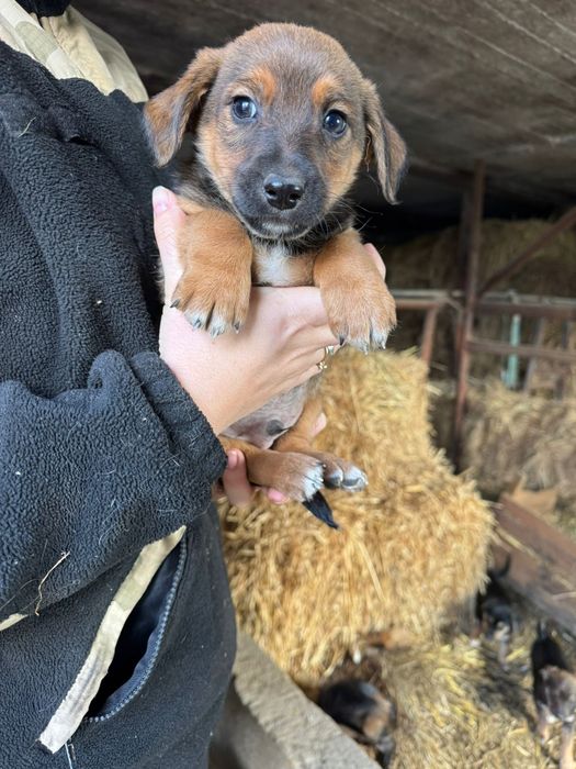 Oddam szczeniaki w dobre ręce (pieski)