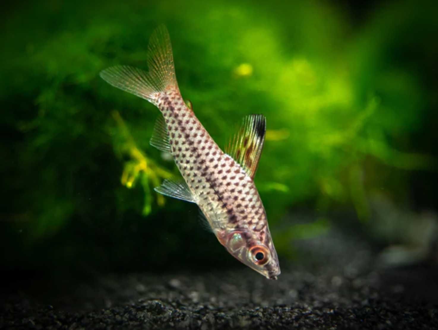 Stojaczek punktowany - Chilodus punctatus - dowóz, wysyłka