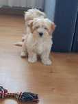 Maltipoo 12tyg z rodowodem piesek