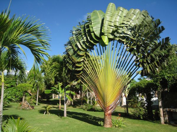 Palmeiras do Viajante Ravenala madagascariensis