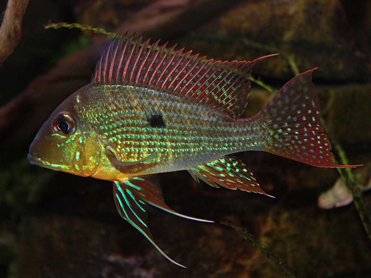 Ziemiojad surinamski - Geophagus surinamensis - dowóz, wysyłka